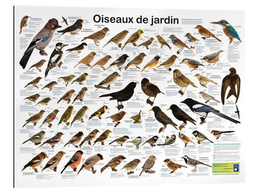 Gallery print Native garden birds (French)