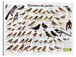 Magnettafel Einheimische Gartenvögel (französisch)