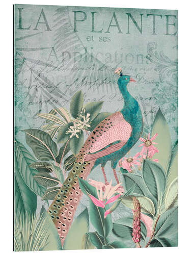 Gallery print Peacock in the tropical paradise