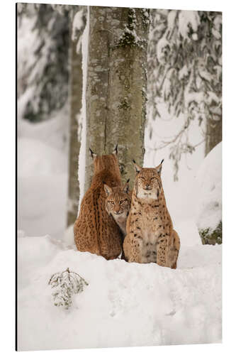 Aluminium print Three lynx in the deep snow