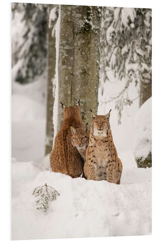 Tableau en PVC Trois lynx dans la neige profonde