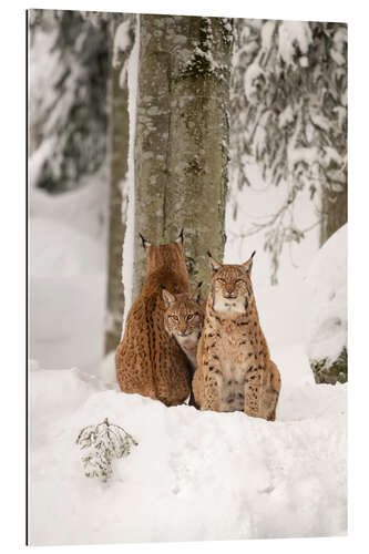 Galleriprint Three lynx in the deep snow