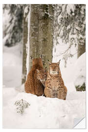 Naklejka na ścianę Three lynx in the deep snow