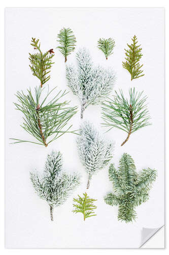 Selvklebende plakat Evergreen on white