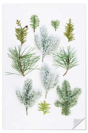 Wall sticker Evergreen on white