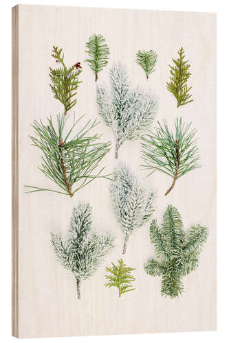 Wood print Evergreen on white
