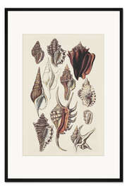Gerahmter Kunstdruck Muschel Anordnung