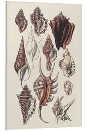 Magnettafel Muschel Anordnung