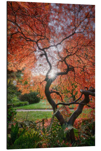 Aluminium print Evening light in the Japanese garden