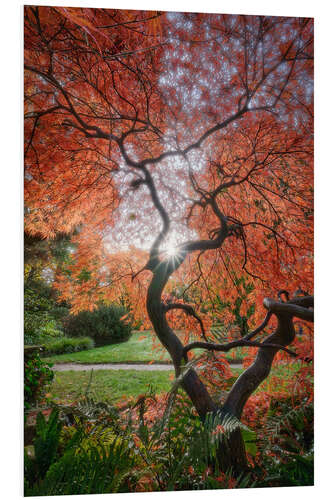 Tableau en PVC Evening light in the Japanese garden