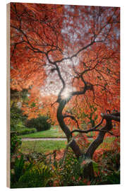 Cuadro de madera Evening light in the Japanese garden