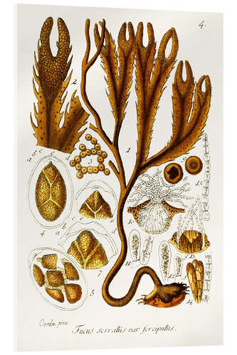 Acrylic print Seaweed Illustration I
