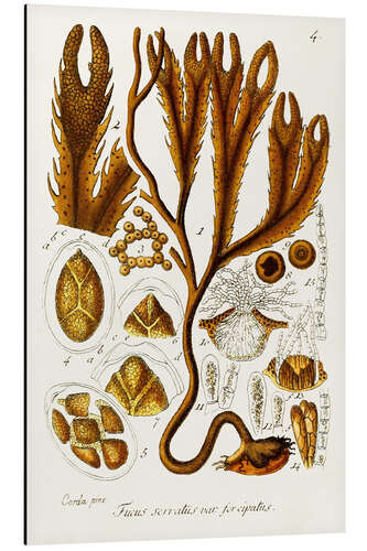 Aluminium print Seaweed Illustration I