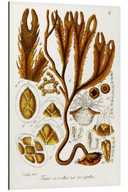 Aluminium print Seaweed Illustration I