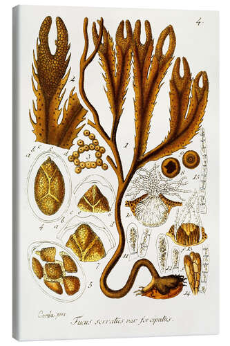 Leinwandbild Algen-Illustration I