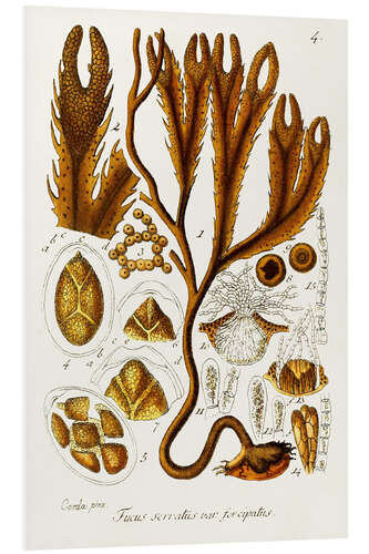 Bilde på skumplate Seaweed Illustration I