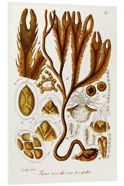 Foam board print Seaweed Illustration I