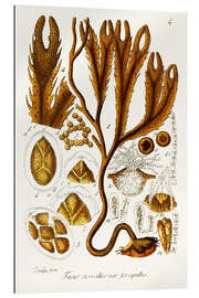 Gallery Print Algen-Illustration I