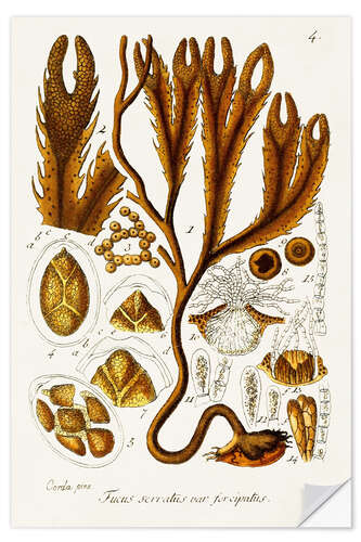 Sisustustarra Seaweed Illustration I