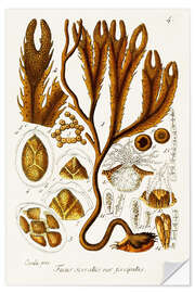 Muursticker Seaweed Illustration I