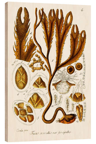 Wood print Seaweed Illustration I