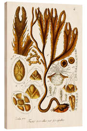 Cuadro de madera Seaweed Illustration I