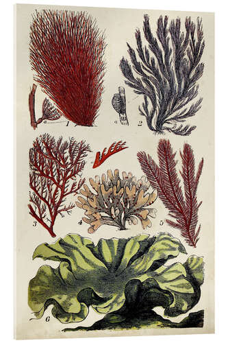 Obraz na szkle akrylowym Coral & Seaweed Montage IV