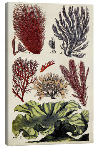 Canvas print Coral & Seaweed Montage IV