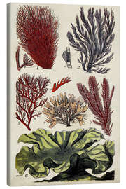 Canvas print Coral &amp; Seaweed Montage IV