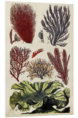 Foam board print Coral & Seaweed Montage IV