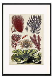 Gerahmter Kunstdruck Koralle und Alge, Illustration IV