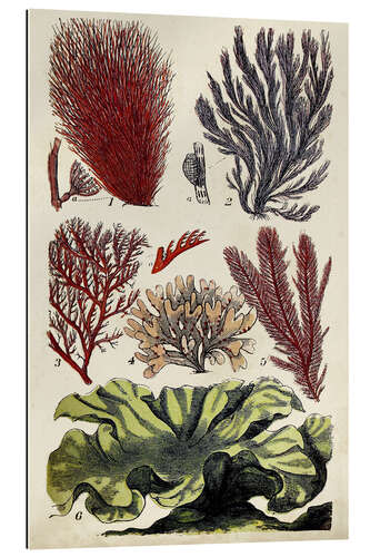 Gallery print Coral & Seaweed Montage IV