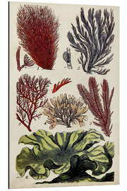 Magnettafel Koralle und Alge, Illustration IV