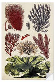 Sticker mural Coral &amp; Seaweed Montage IV