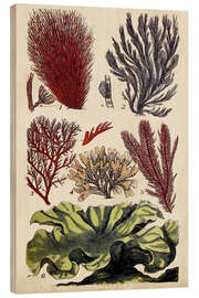 Cuadro de madera Coral &amp; Seaweed Montage IV