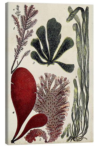 Canvas print Coral & Seaweed Montage III