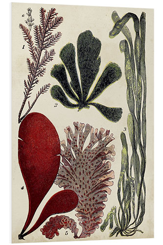 Foam board print Coral & Seaweed Montage III