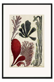 Gerahmter Kunstdruck Koralle und Alge, Illustration III