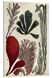 Gallery print Coral &amp; Seaweed Montage III