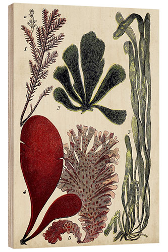 Wood print Coral & Seaweed Montage III