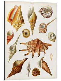 Aluminium print Antique Shell Collection II