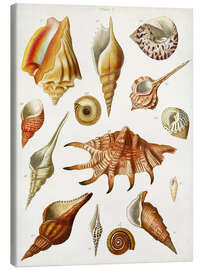 Canvas print Antique Shell Collection II