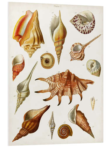 Foam board print Antique Shell Collection II