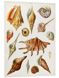 Foam board print Antique Shell Collection II