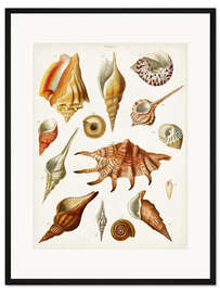 Gerahmter Kunstdruck Antike Muschelsammlung II