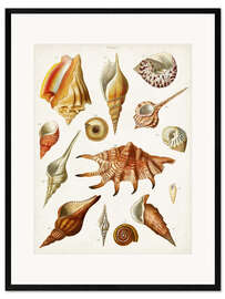 Impression artistique encadrée Antique Shell Collection II