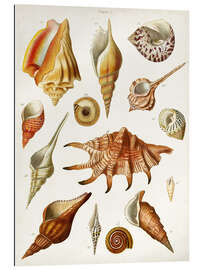 Gallery print Antique Shell Collection II