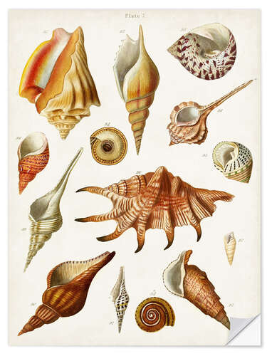 Sticker mural Antique Shell Collection II