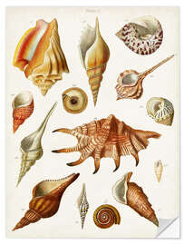 Wall sticker Antique Shell Collection II