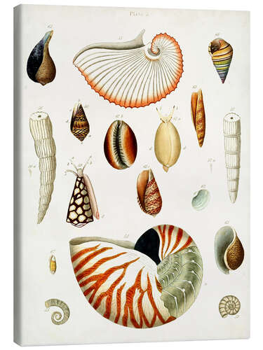 Stampa su tela Antique Shell Collection I